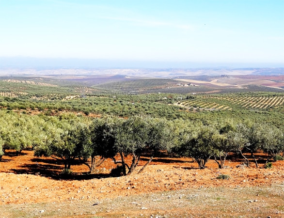 Morocco Ideal For Olive Oil