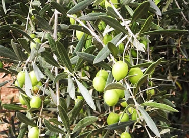 Morocco Oil Olives