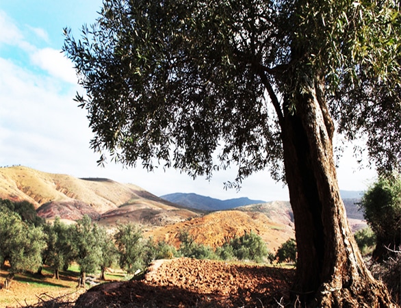 Morocco Olive Tree