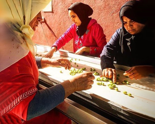 Morocco Woman Work Olive Oi