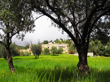 Morocco Olive Tree