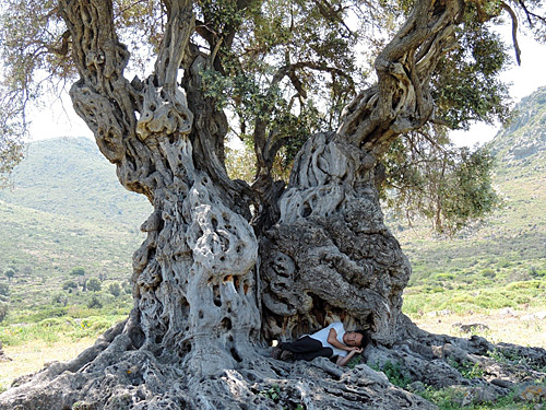 Olive Oil Tree In Morocco