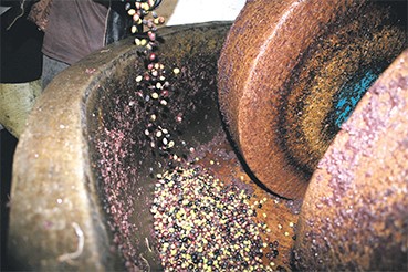 Milling Olives