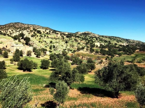 The Beni-Mellal region where our olives are hand picked for extra virgin olive oil production