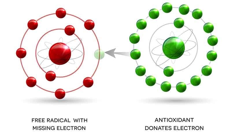 Polyphenols And Free Radicals