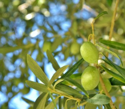 Polyphenols Present In Extra Virgin Olive Oil Aid The Digesive System