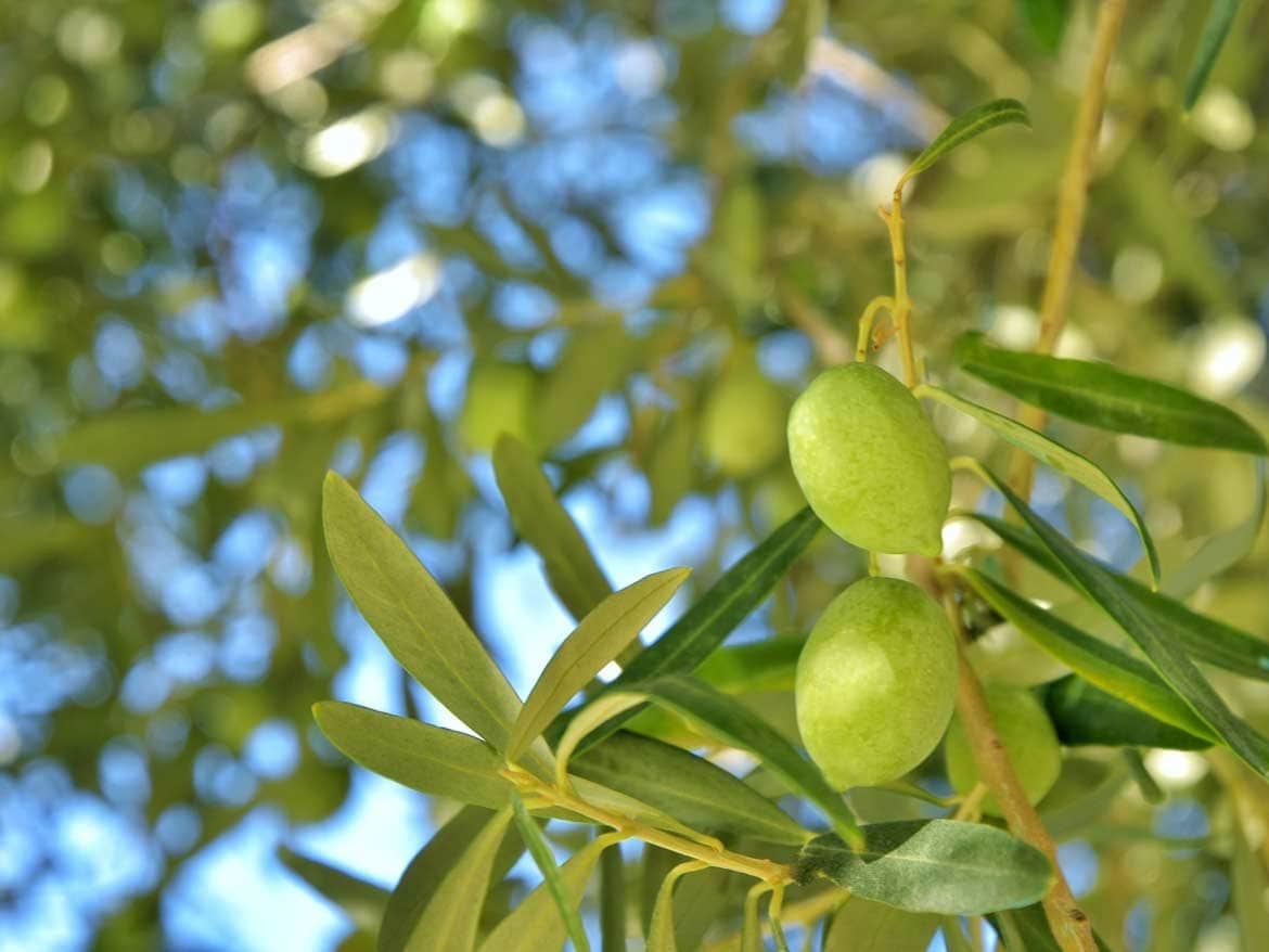 Polyphenols Present In Extra Virgin Olive Oil Aid The Digesive System