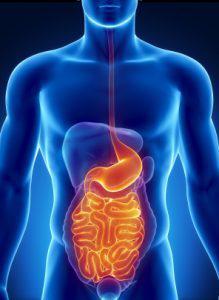 The Digestive System