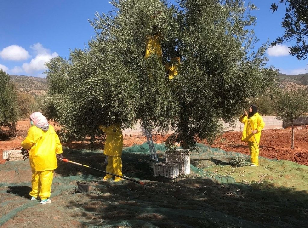 Hand Picked Olives From Olive Trees