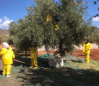 Hand Picked Olives From Olive Trees
