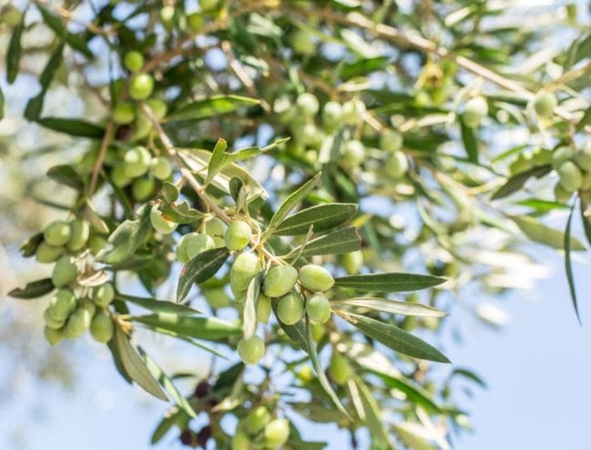 Olives And Health Benefits