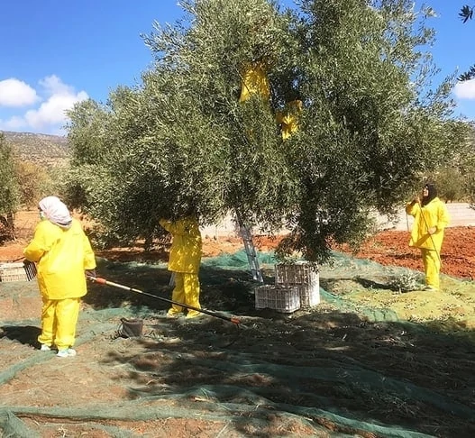 Community Olive