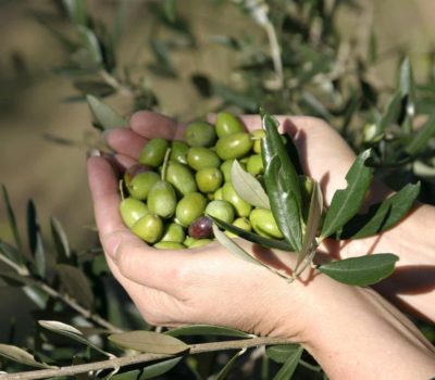 Extra Virgin Olive Oil Health Benefits
