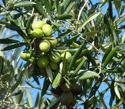 Mediterranean Style Diet Based On Olive Oil