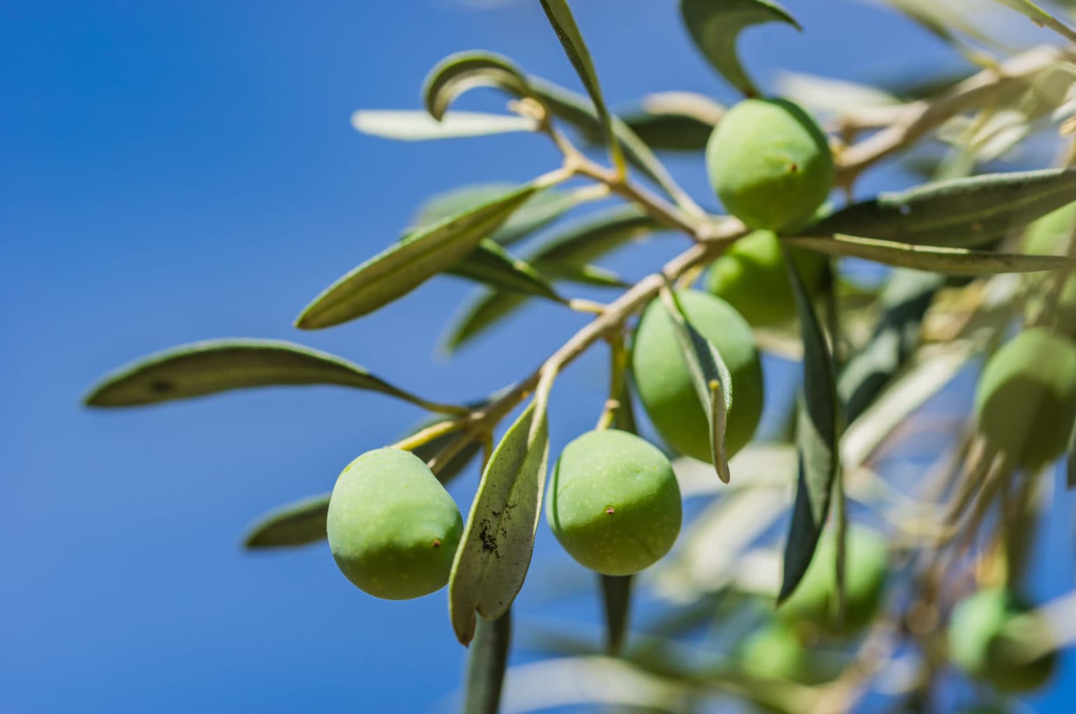 Evoo's Polyphenols Oleocanthal