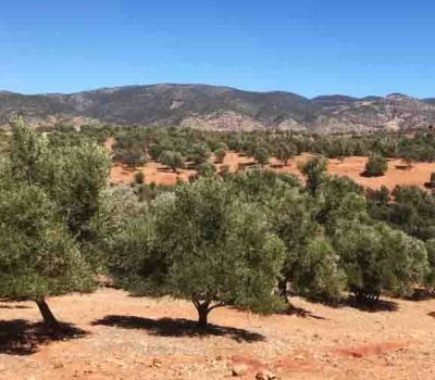 Olives In The Atlas Mountains