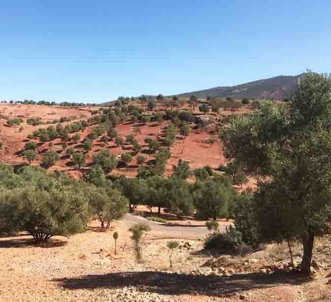 Extra Virgin Olive Oil From Morocco
