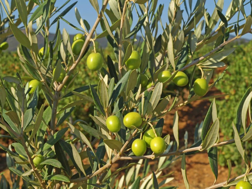 Polyphenols In Morocco Gold Extra Virgin Olive Oil. Lignans is one of the polyphenols.