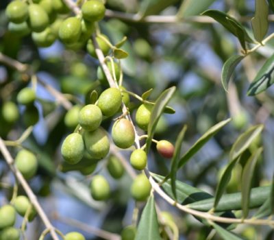 Health Benefits Of Olive Oil Symposium