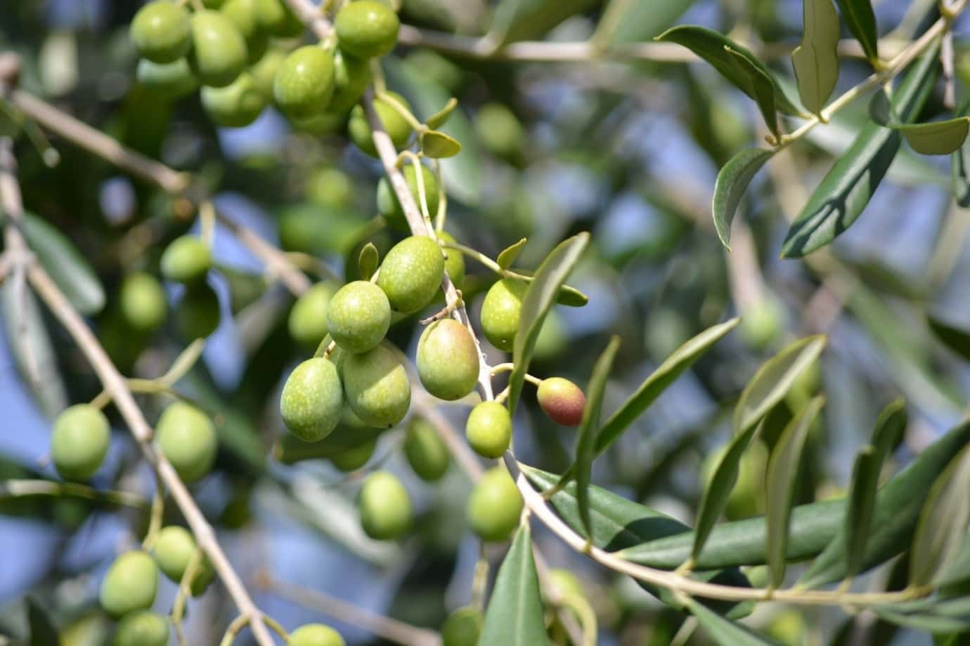 Health Benefits Of Olive Oil Symposium