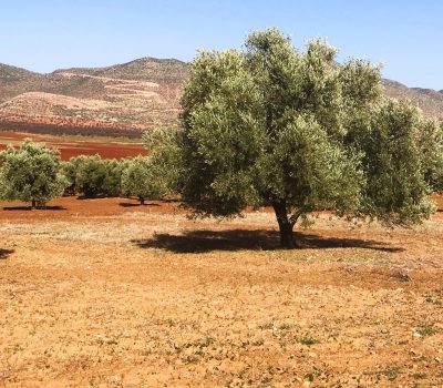 Olive Trees In Morocco