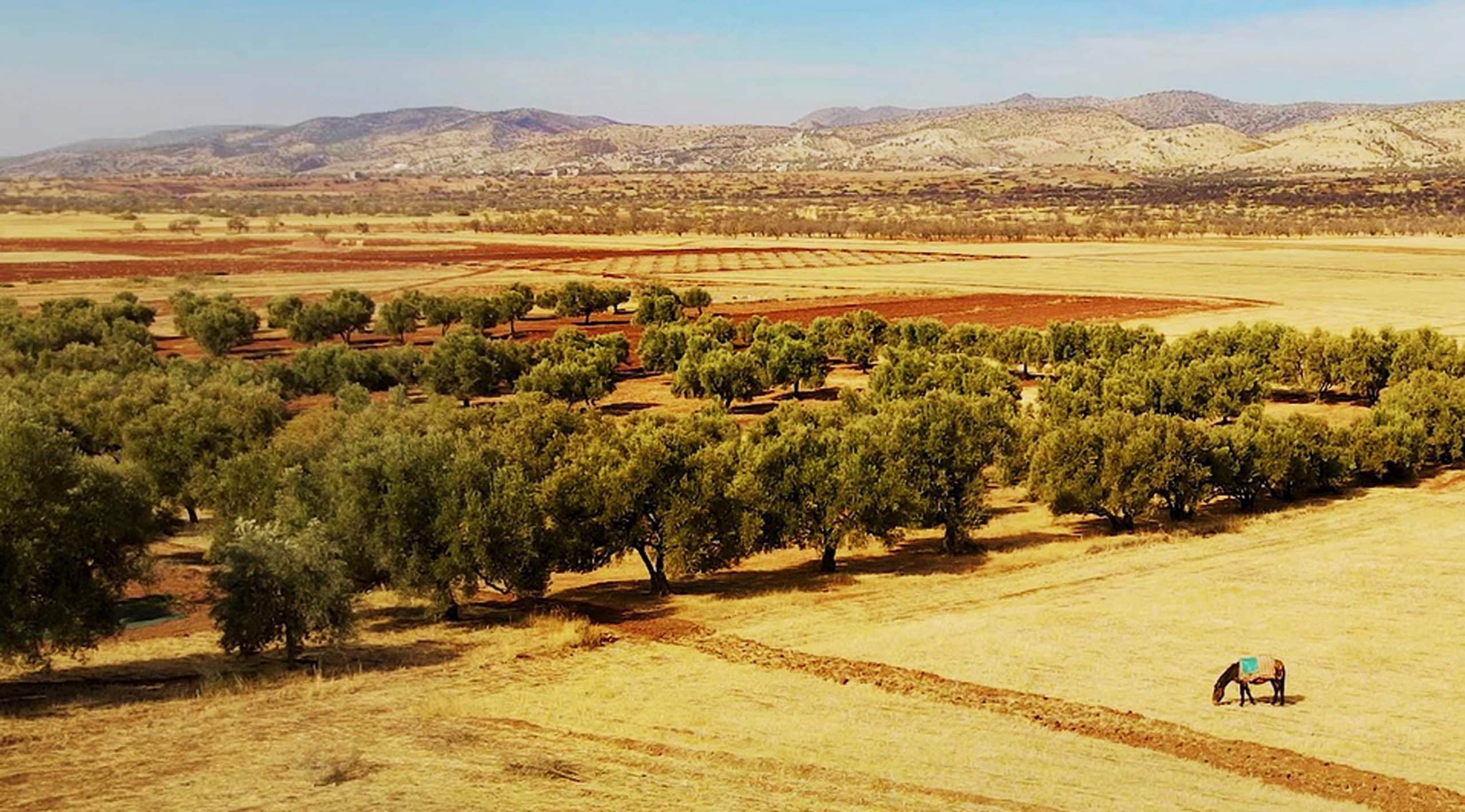 Heritage And Source Of Morocco Gold