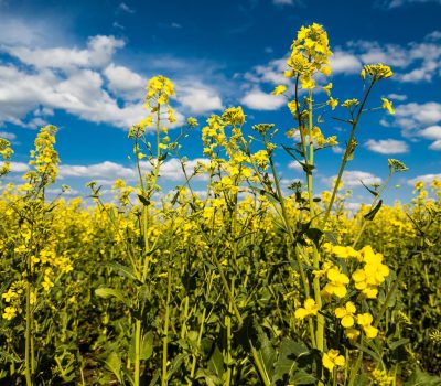 Blooming Canola Field And Blu Sky With White Clouds