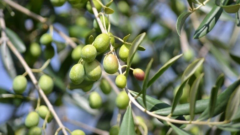 Olive Oil Versus Canola