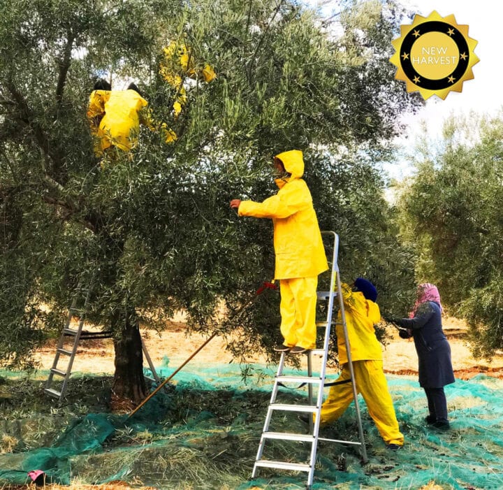 Best Olive Oil New Harvest Produced
